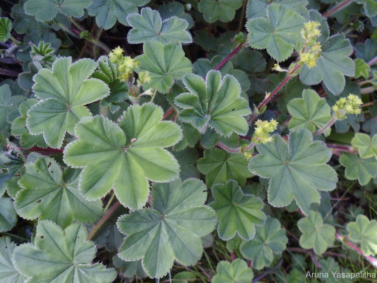 Alchemilla